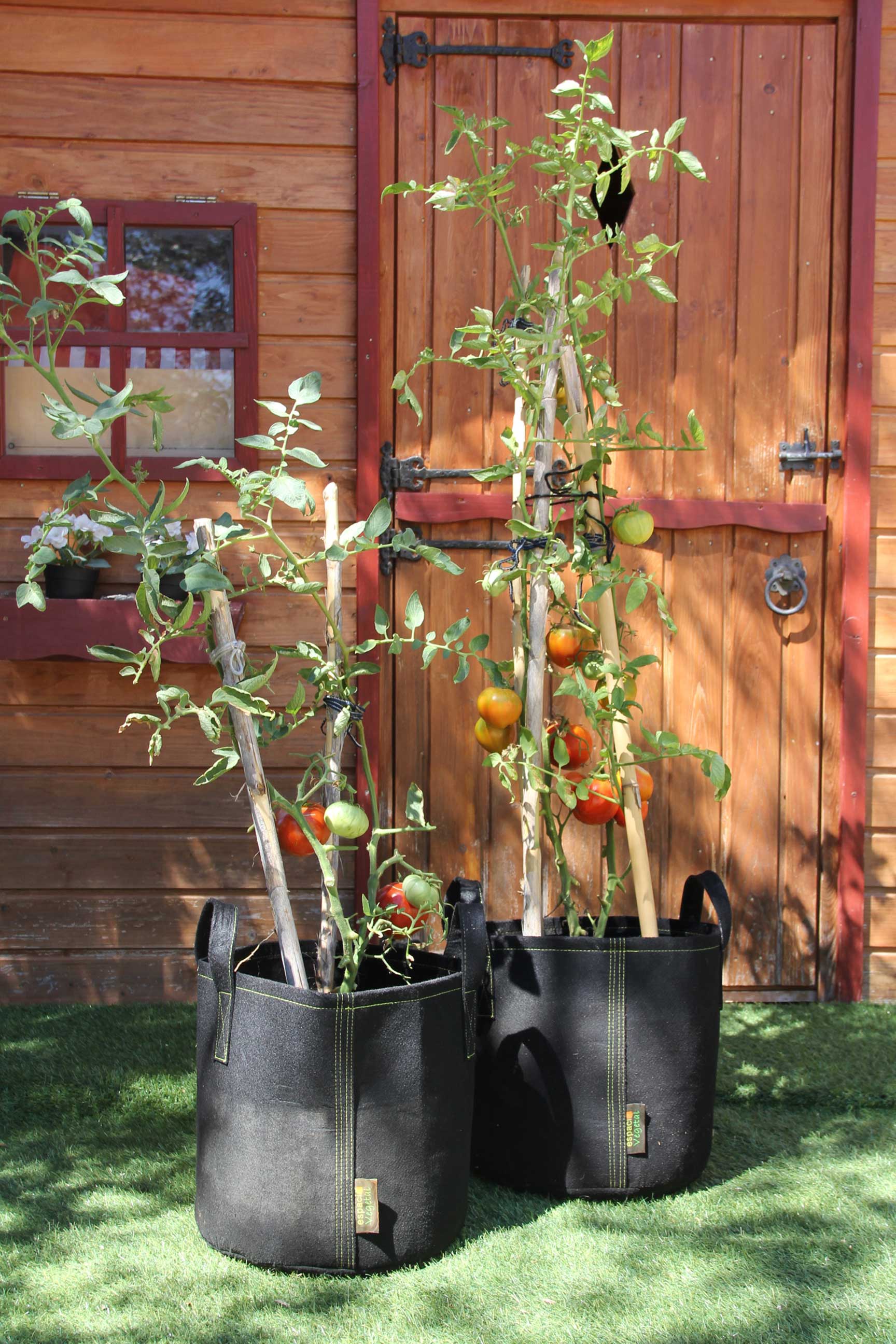 Viva ciclo Rápido Cultivar tomates en tu huerto urbano con macetas | ESPACIO VEGETAL